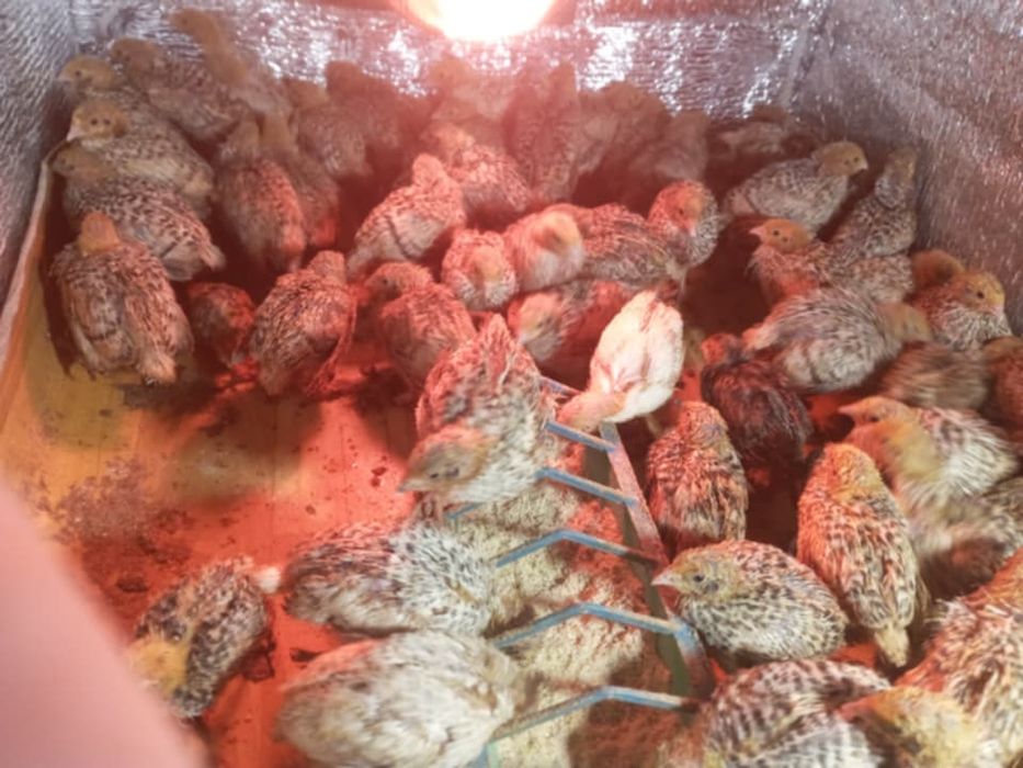 Перепілки фенікс,техас