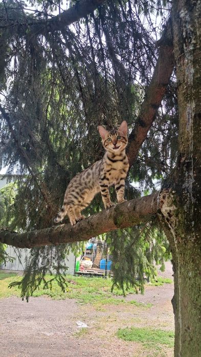 Koty Bengalskie..