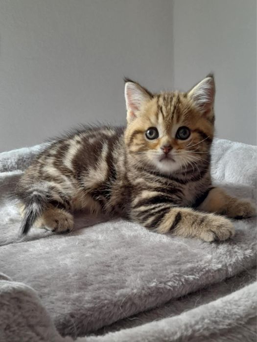 Dziewczynka marmurowa N22