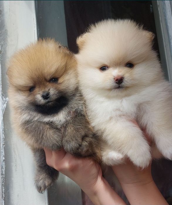 В'язка померанський шпіц