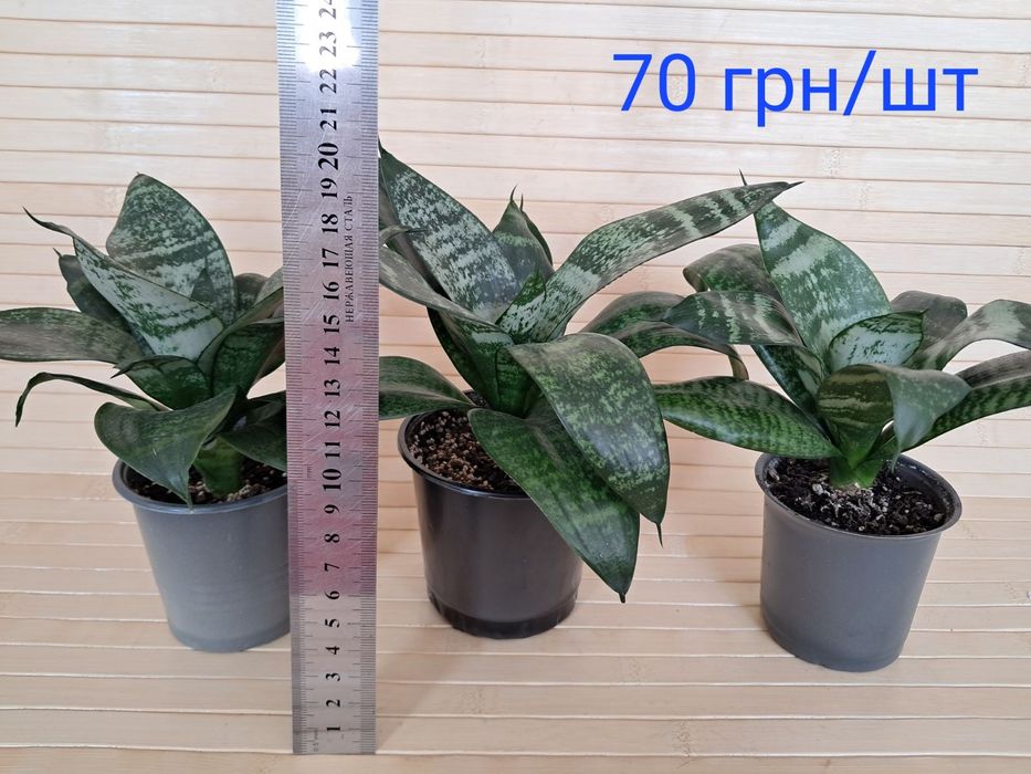 Сансевієрія ханні