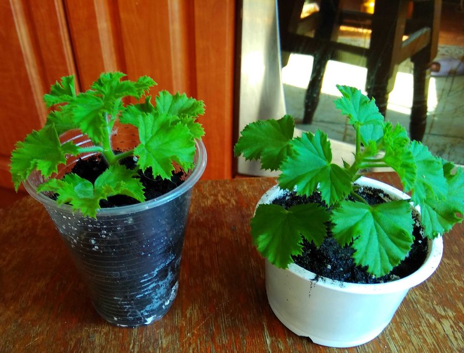 Королівська пеларгонія