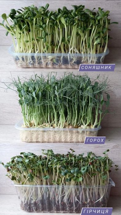 Вирощений мікрогрін
