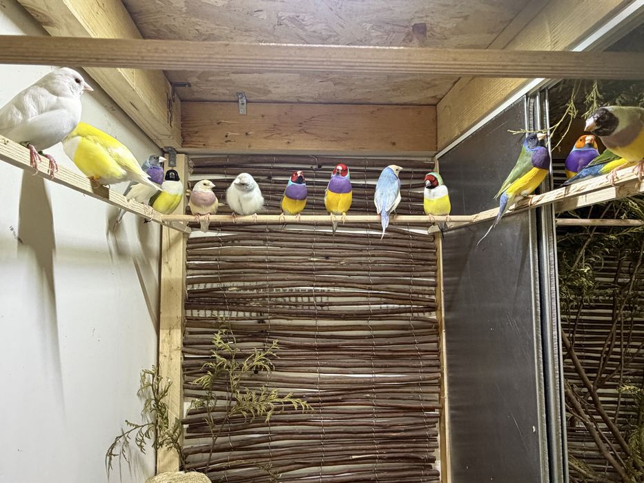 Diamantes de Gould
