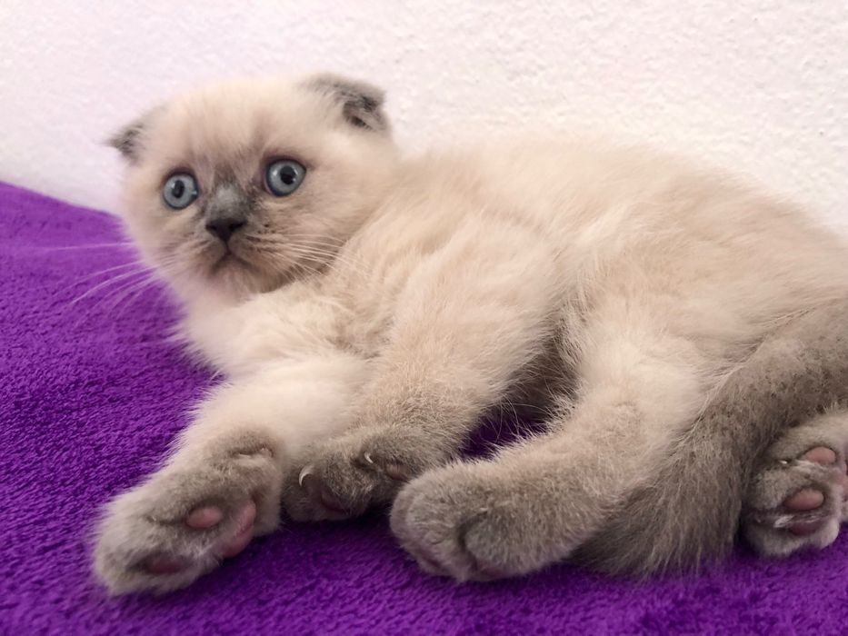 Fêmea Scottish Fold Blue Point
