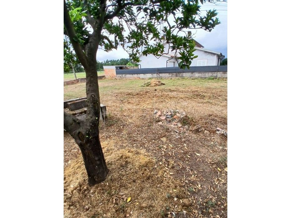 Terreno Oliveira do Bairro