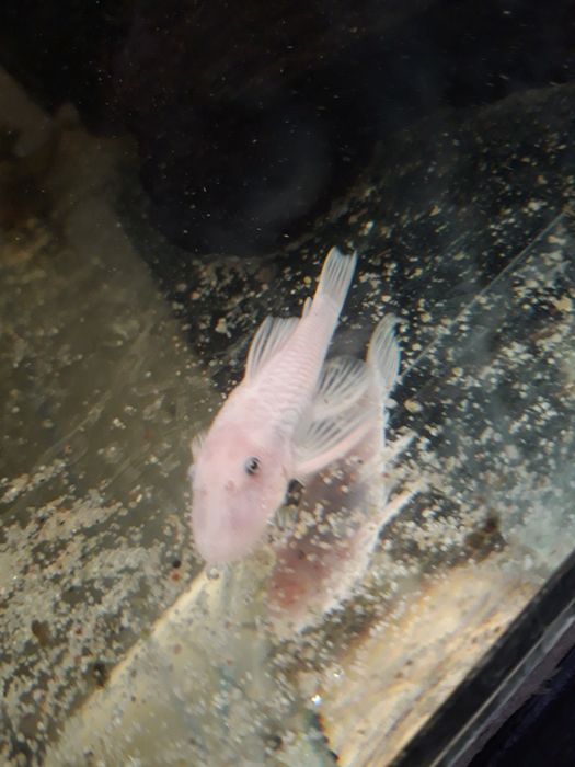 Zbrojnik, ancistrus, glonojad L144 snow white samce 6cm