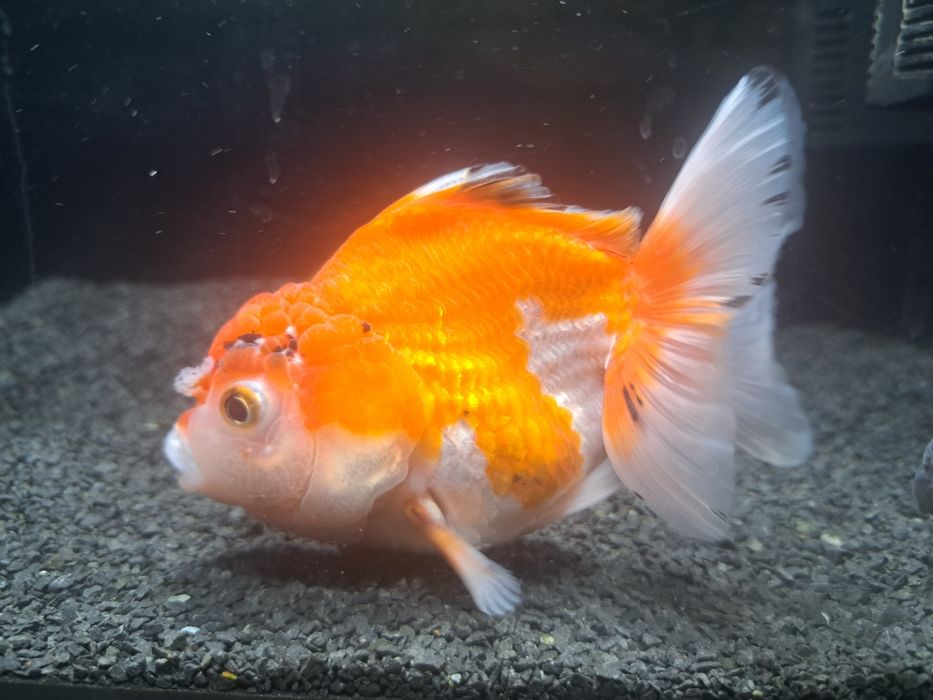 Welon oranda red white