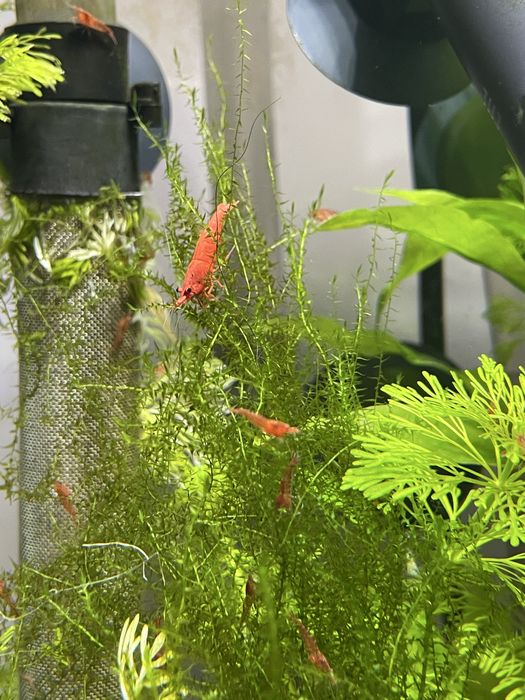 Krewetki red cherry