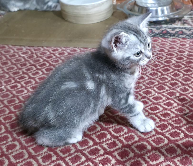 Котики муркотики