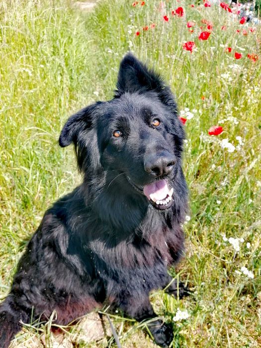 Mamed !  Pilnie potrzebny  dom tymczasowy lub stały