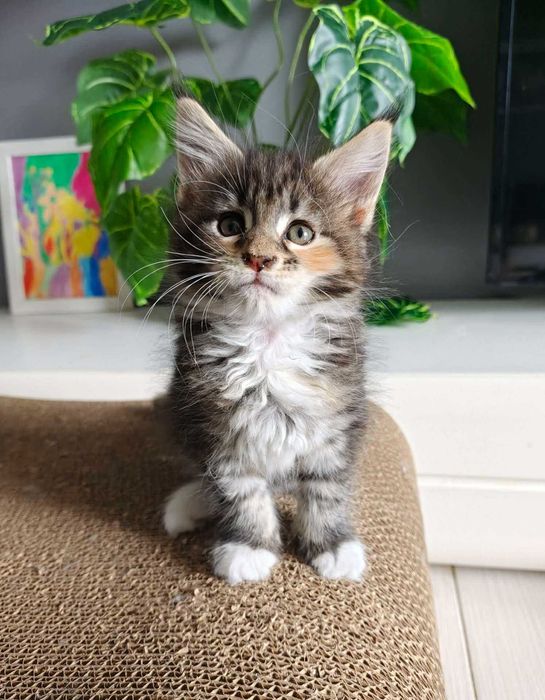 Kotka Maine Coon