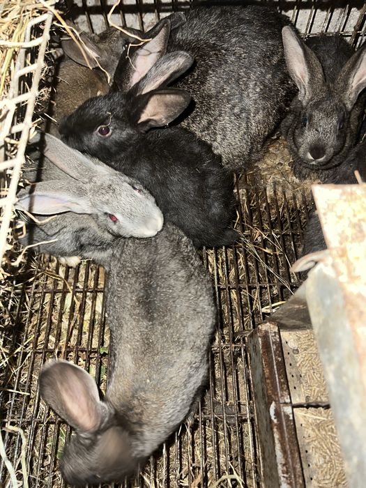 Vendo coelhos  caseiros