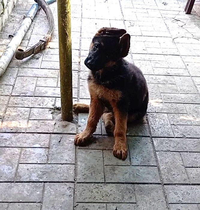 Шикарные щенки с прекрасной родословной.