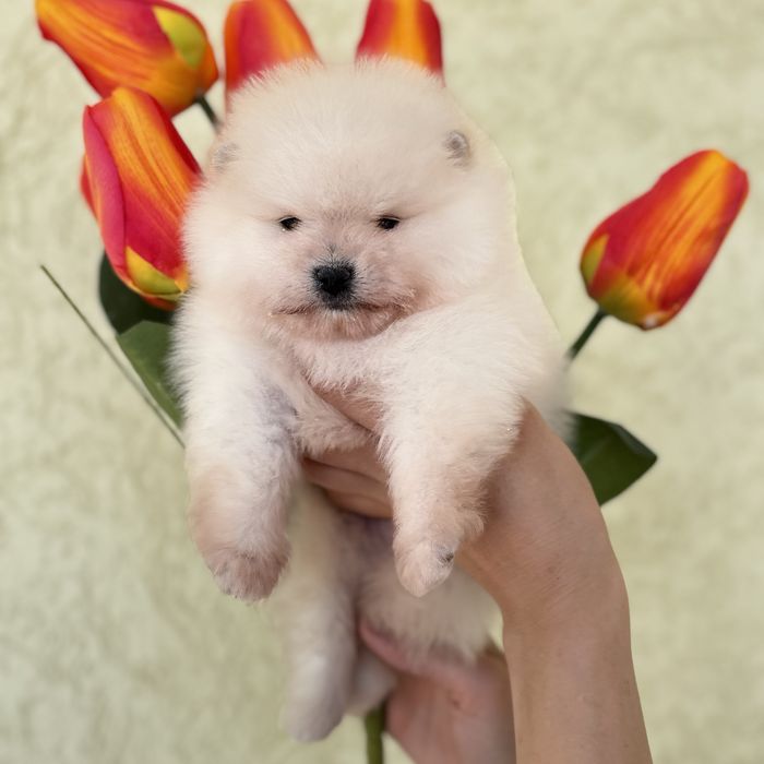 ляльковий ведмедик шоу классу