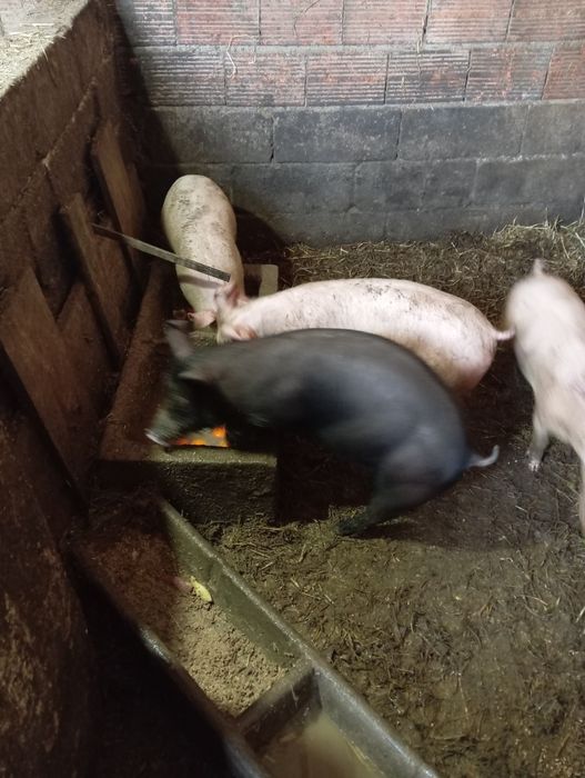 Porcos/leitões raça duroc