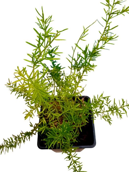 Aspargo Alfinete