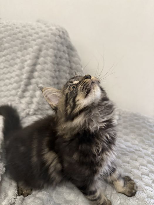 Kotka Fibi przepiekna Maine Coon