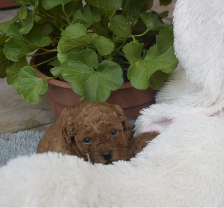 Maltipoo piękna ruda panna