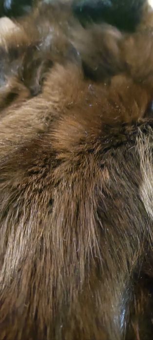 Prawdziwe futro z lisa produkcji Waldemann