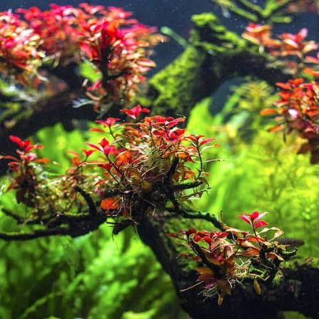Ludwiga mini super red