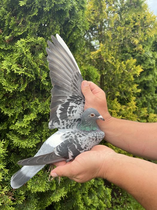 Gołąb młody 100%  P Mędrysa  2026