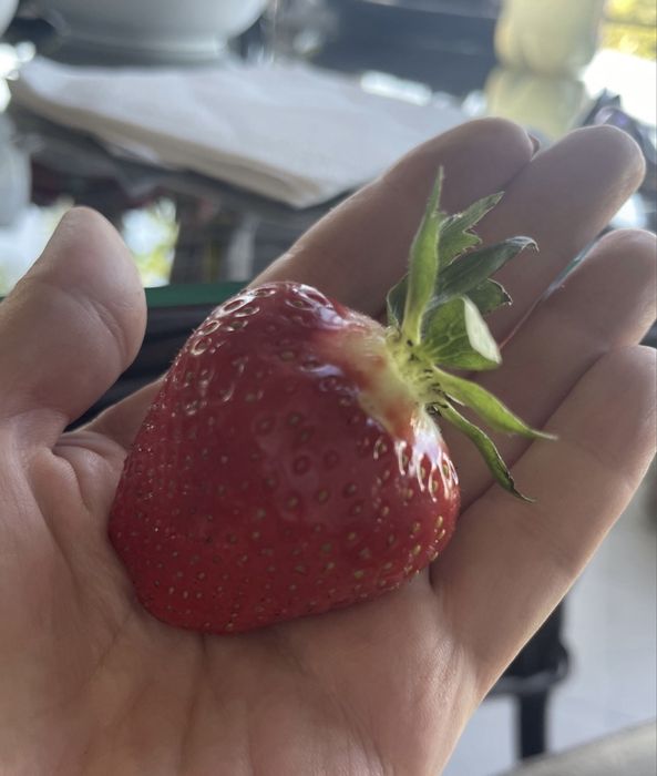 Саджанці полуниці (Саженцы клубники)