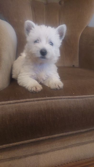 West Highland White Terrier   rezerwacja