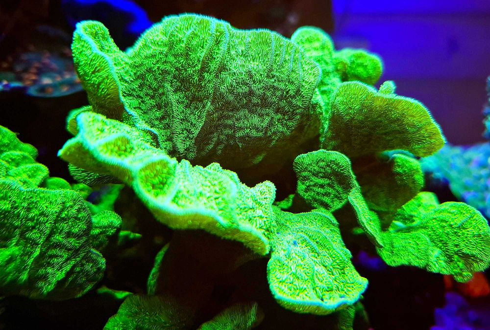 akwarystyka morska- Pavona sp Neon Green