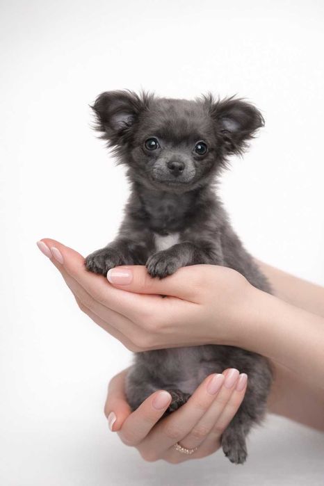 Чихуа – блакитна яскрава дівчинка стандарт довгошерста