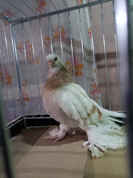 Blauwinder samczyk 25 rok