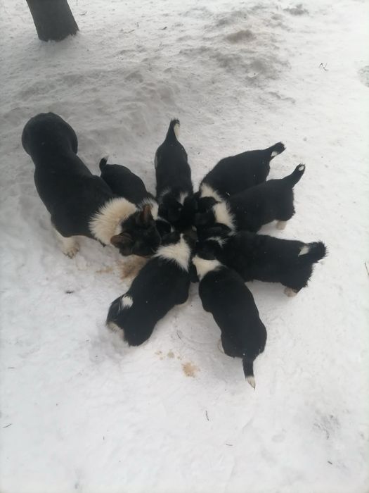 Продаються собачки 1,5 місячні (мама -порода Коргі)