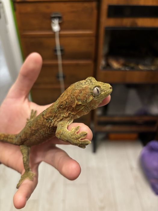 gekon omszały, mniarogekko chahoua