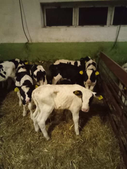 Byczki mieszance 10 szt