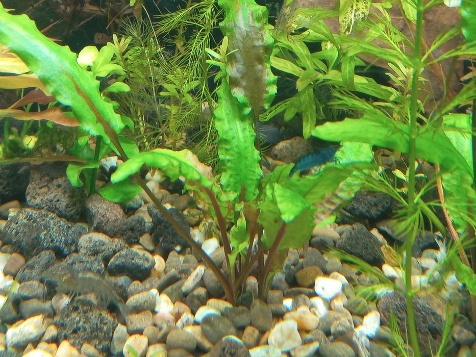 Продам аквариум JUWEL 120л с тумбой, крышкой, светом