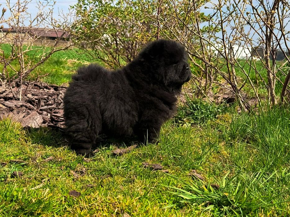 Suczka Chow Chow
