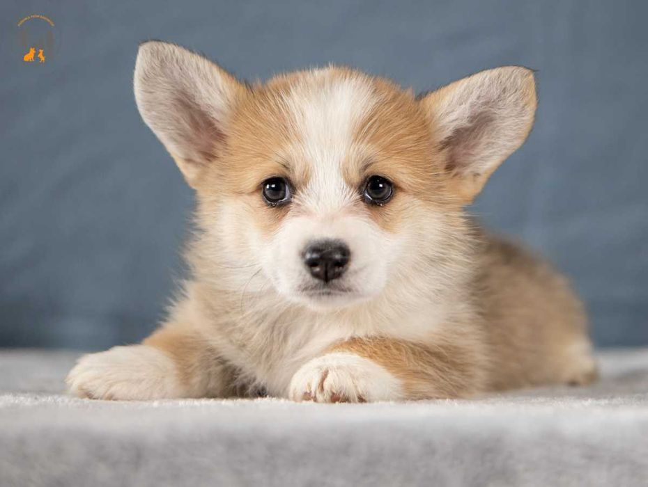 Welsh Corgi Pembroke   piękne po Championie