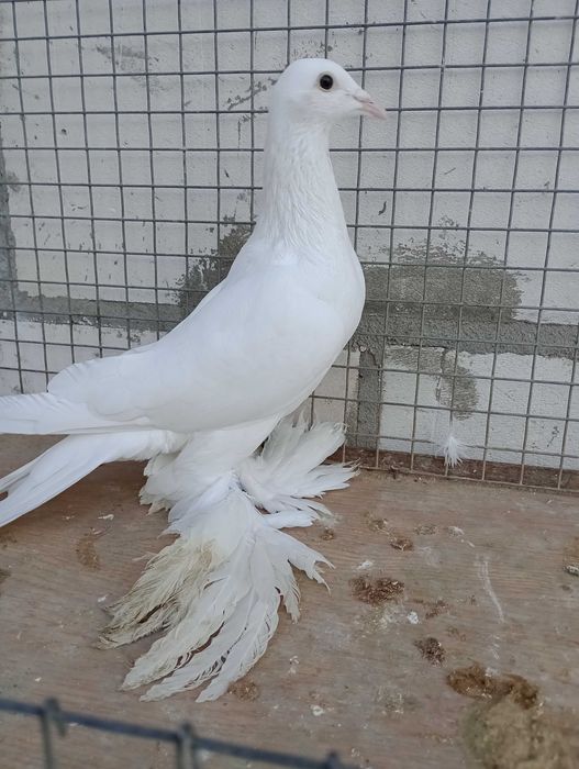 Gołębie bocian dolnośląski ozdobne