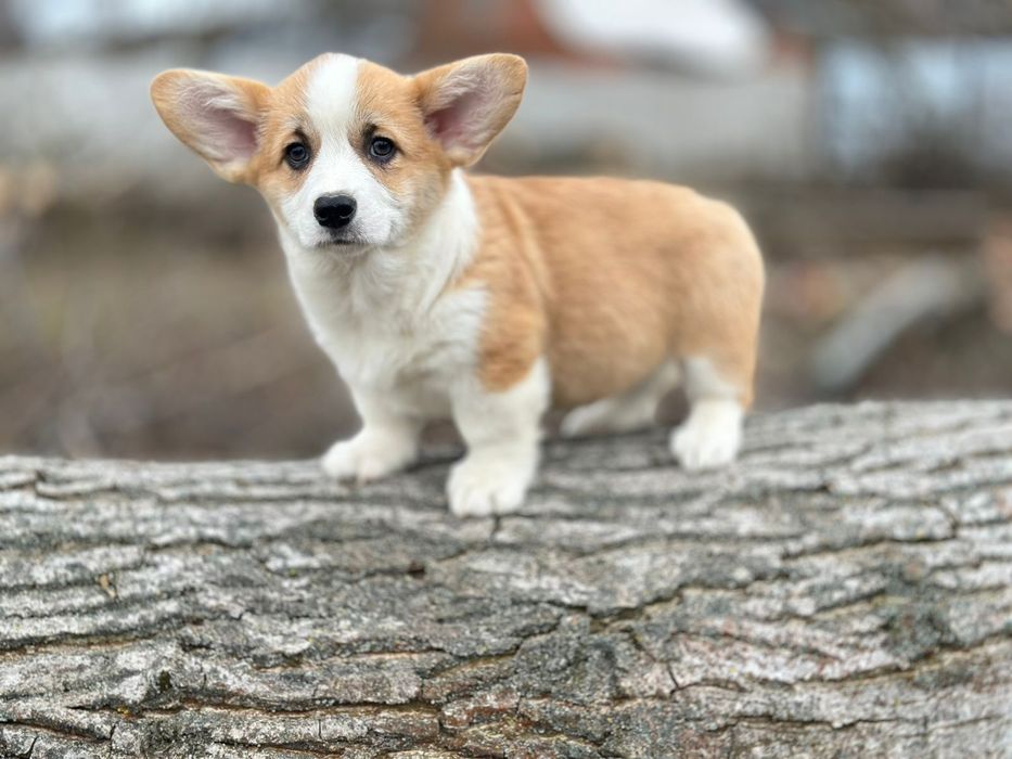 Вельш коргі пемброк руді дівчатка