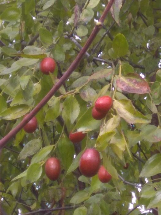 Саженец унаби,зизифус,китайский финик