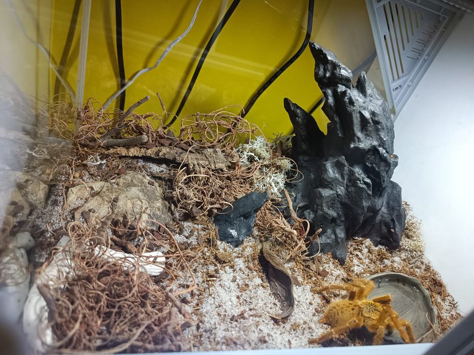 Ptasznik Pterinochilus murinus