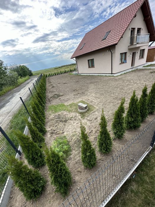 Tuja szmaragd sadzenie ogrodzenie żywopłot transport