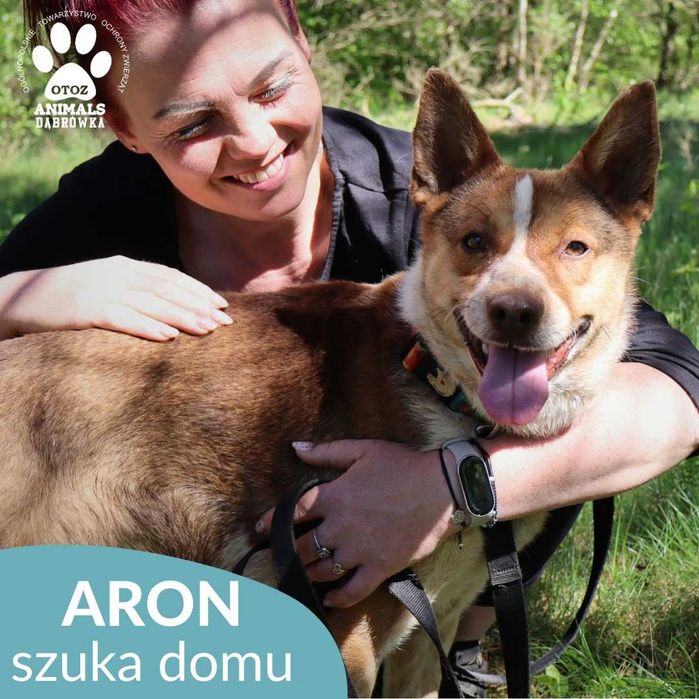 Aron szuka domu!