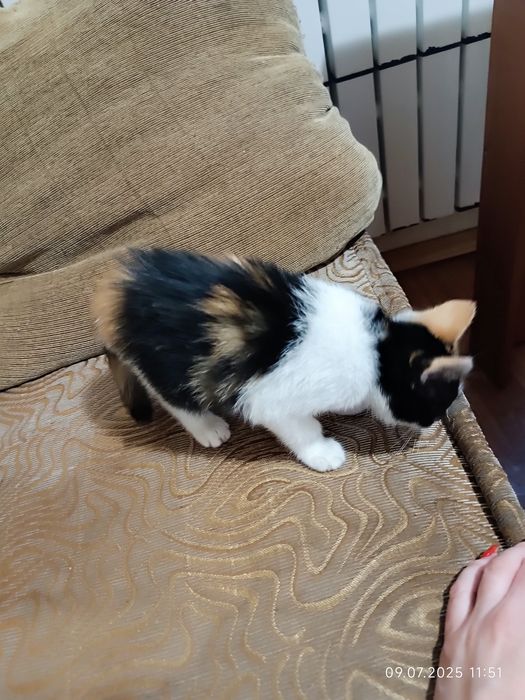 Отдадим кошечку в добрые руки