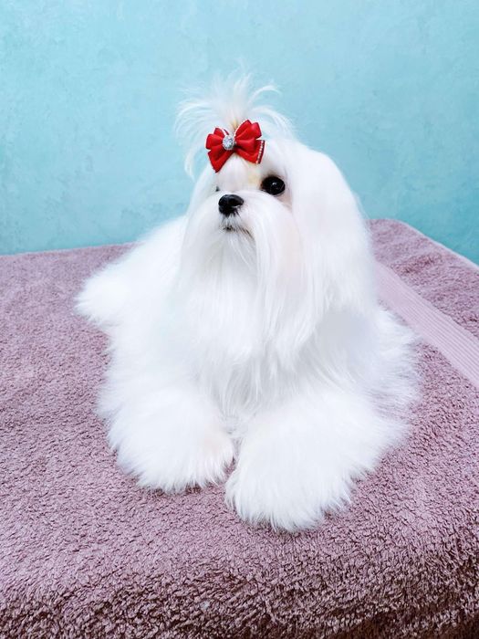 Файна дівчинка міні мальтезе