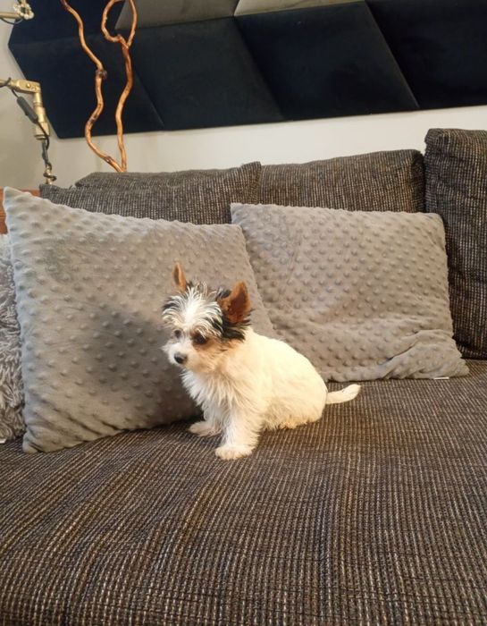 Mini suczka Yorkshire Terrier Biewier