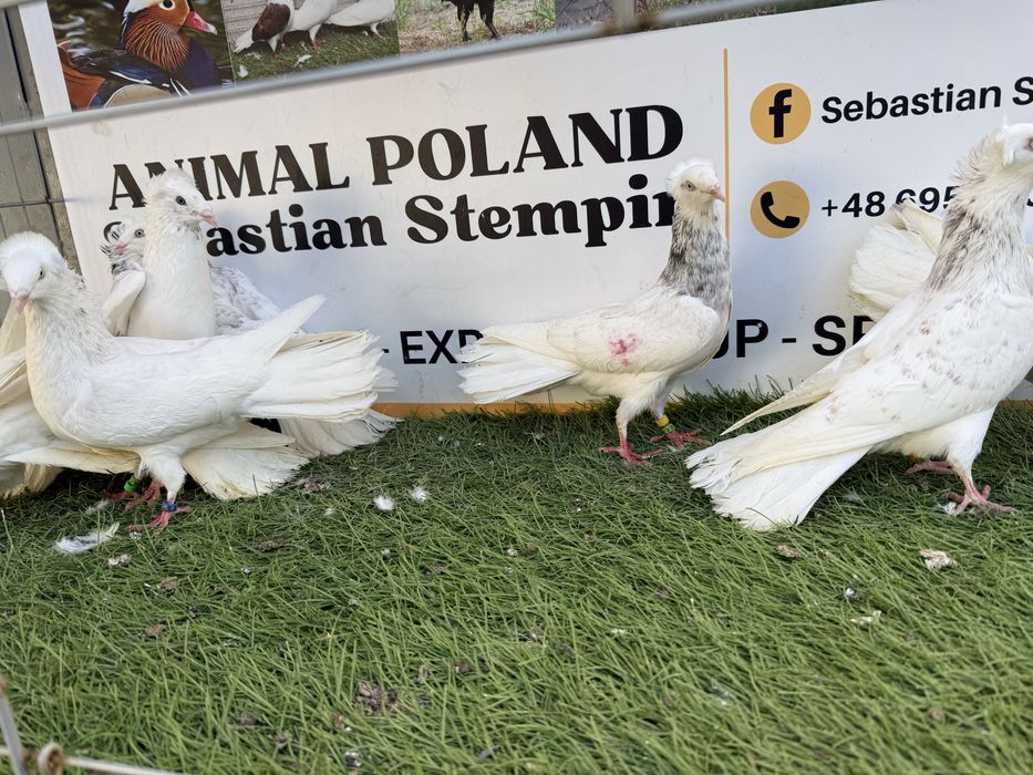 Gołębie. Gdańskie. Gdański. Możliwy transport