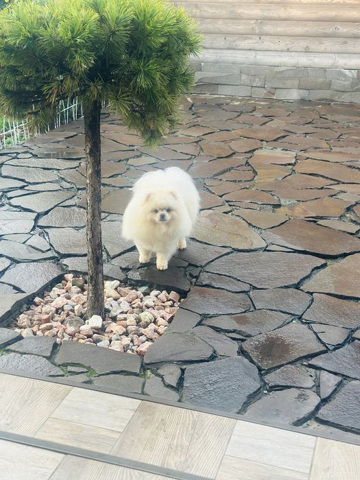 Кремовий хлопчик для вʼязки