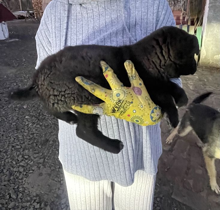 Цуценя, 3 місяці