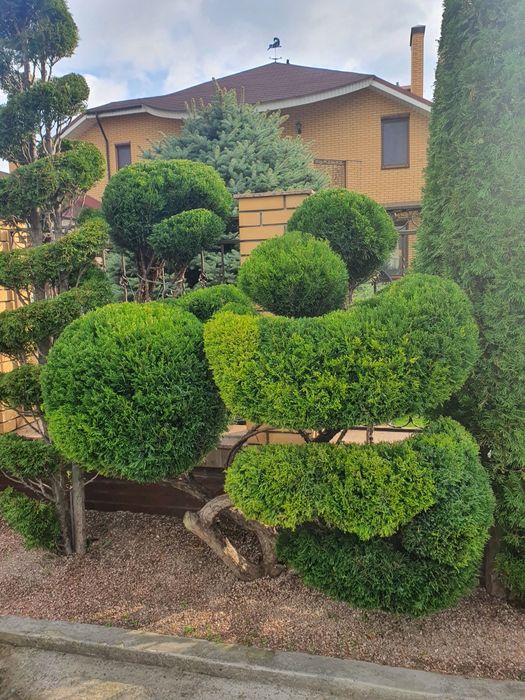 Садовник.Топиарная стрижка растений.